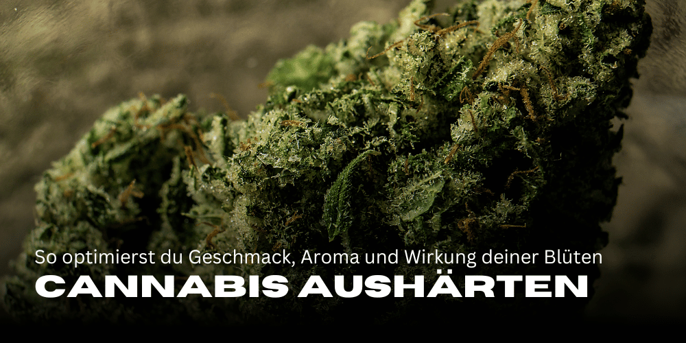 Cannabis Aushärten: So optimierst du Geschmack, Aroma und Wirkung deiner Blüten