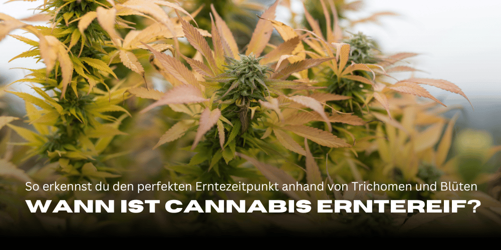 When is cannabis ready to harvest? How to recognise the perfect harvest time based on trichomes and Flowers