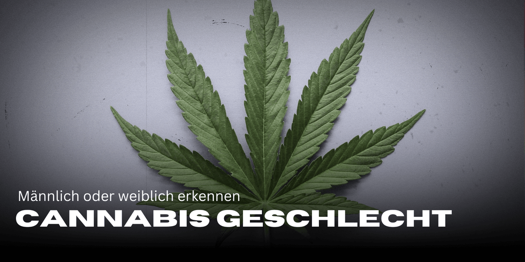 Cannabis-Geschlecht bestimmen: So erkennst du männliche und weibliche Pflanzen