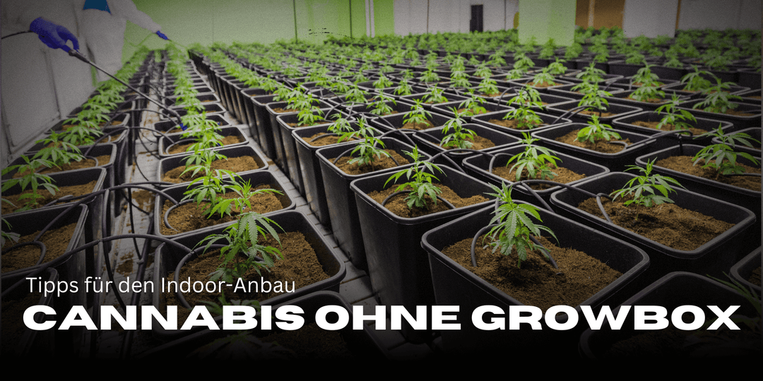 Cannabis ohne Growbox anbauen – Tipps für den Indoor-Anbau ohne spezielle Ausrüstung