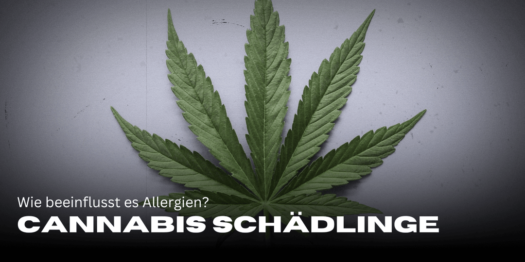 Cannabis und Histamin: Wie beeinflusst es Allergien?