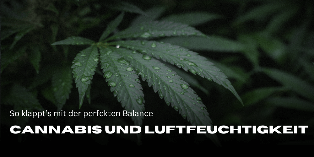 Cannabis and humidity: how to achieve the perfect balance