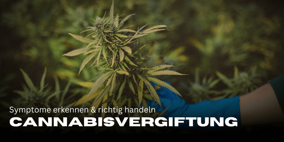 Cannabisvergiftung: Symptome erkennen & richtig handeln