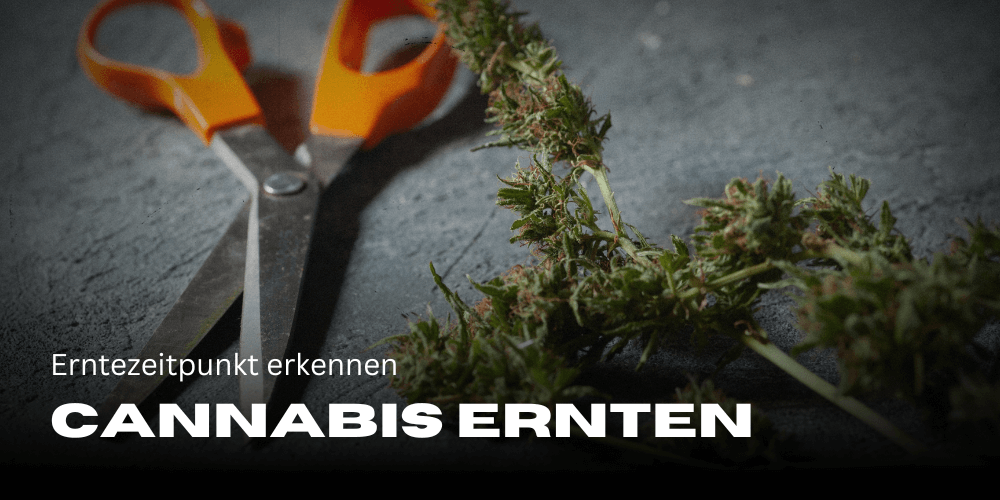 Cannabis oogsten 