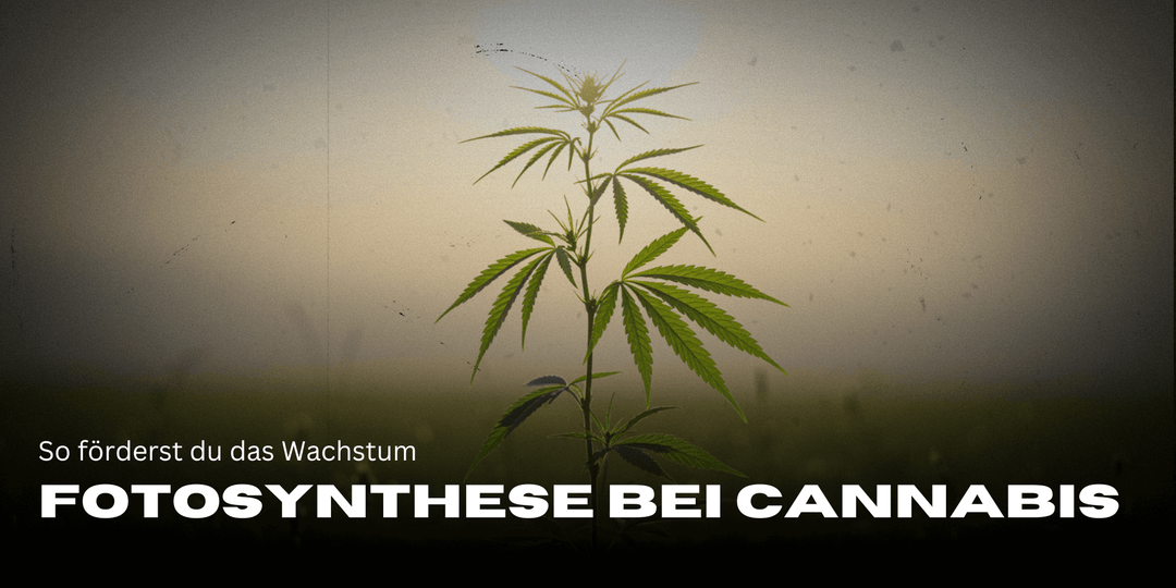 Fotosynthese bei Cannabispflanzen: So förderst du das Wachstum 🌱