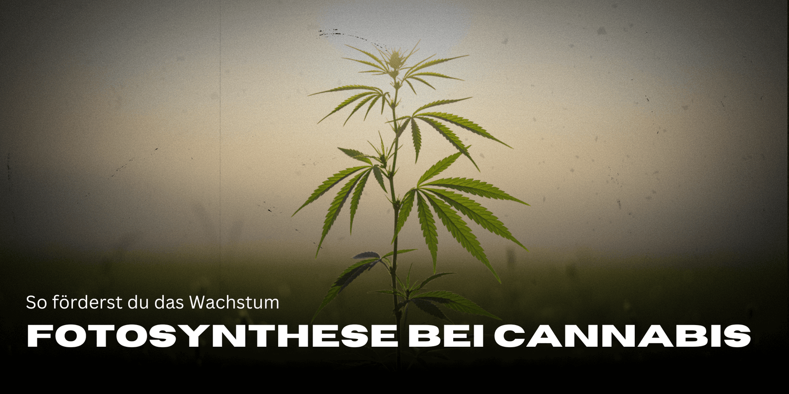 Fotosynthese bei Cannabispflanzen