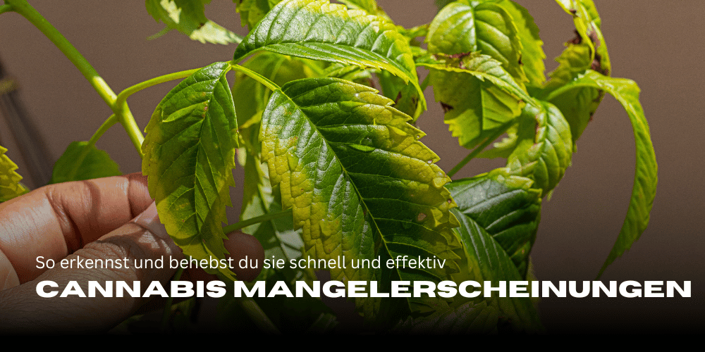 Cannabis Mangelerscheinungen: So erkennst und behebst du sie schnell und effektiv