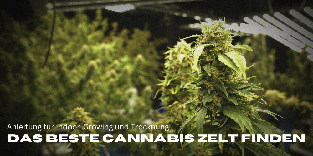 Das beste Cannabis Zelt finden: Anleitung für Indoor-Growing und Trocknung