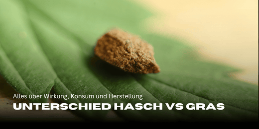 Unterschied Hasch und Gras: Alles über Wirkung, Konsum und Herstellung