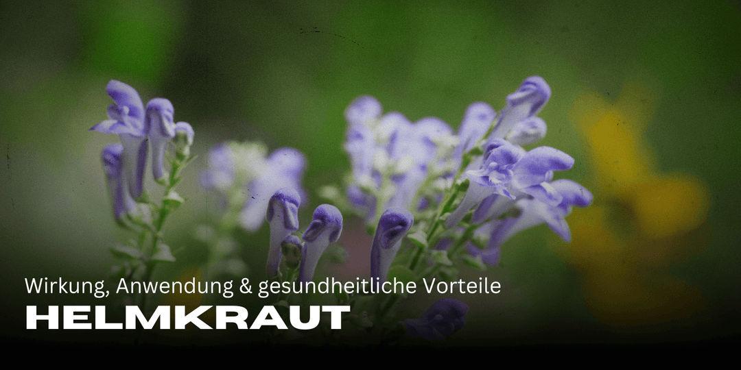 Helmkruid: werking, toepassing &amp; gezondheidsvoordelen