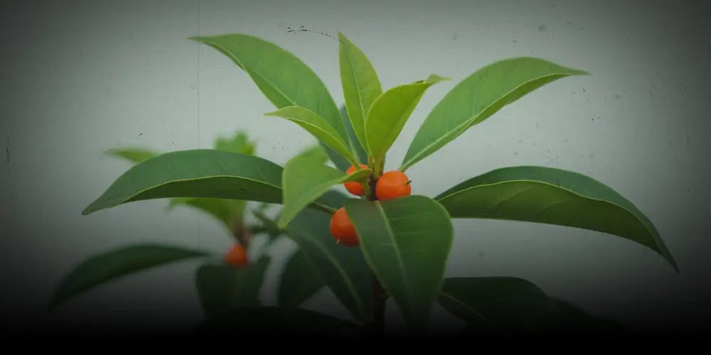 Iboga: Pflanze, Wirkung und kultureller Hintergrund