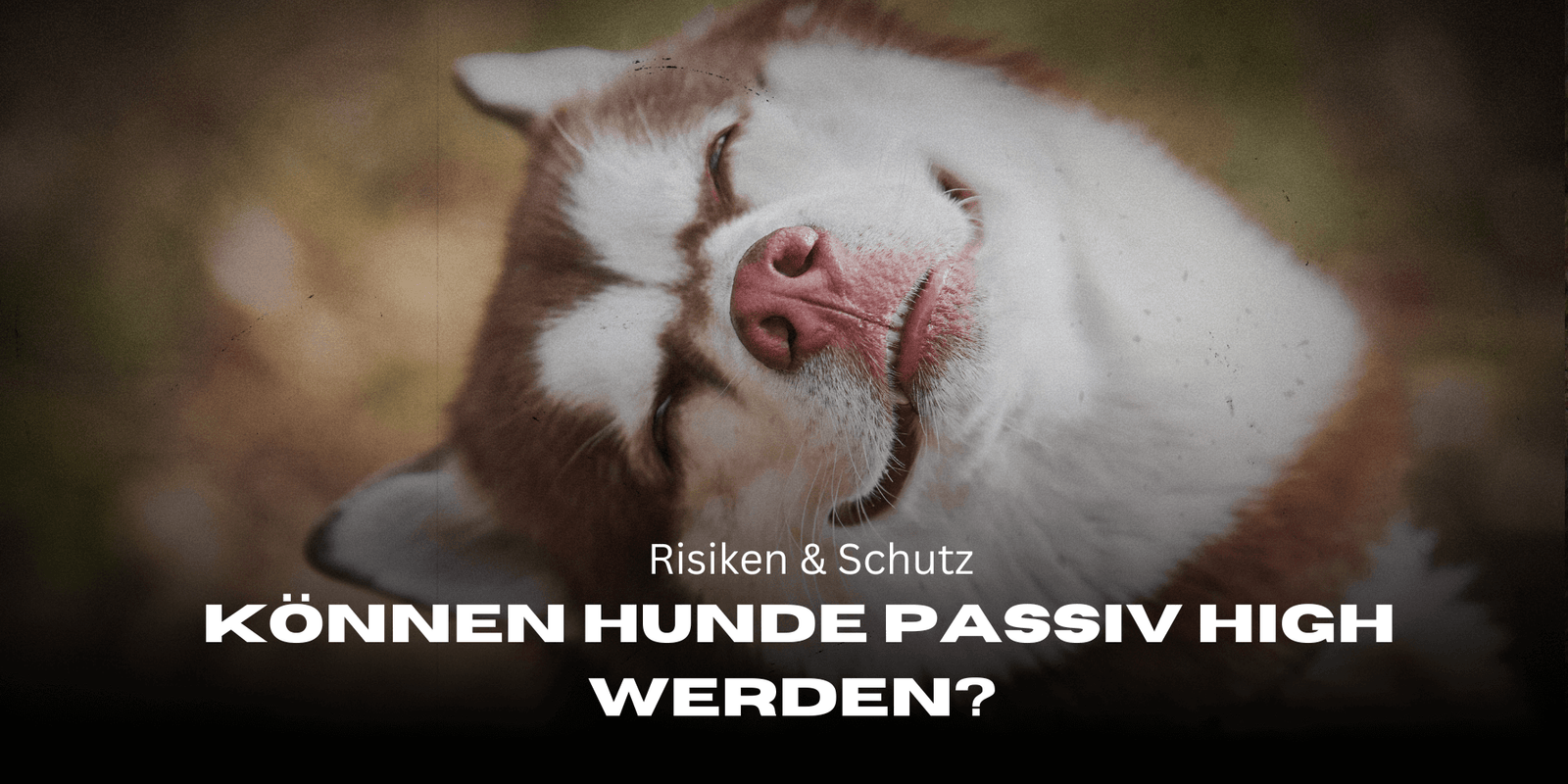 Können Hunde passiv high werden? Risiken & Schutz