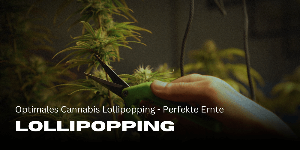 Optimal cannabis lollipopping - perfect harvest