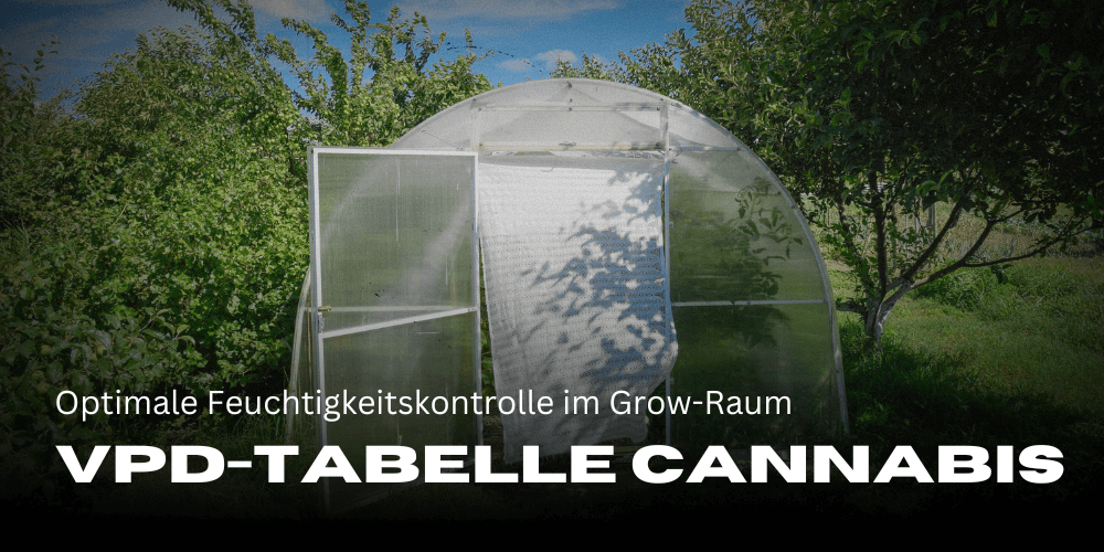 VPD table for cannabis: Optimal humidity control in the grow room