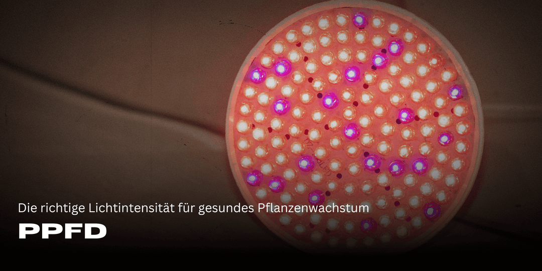 PPFD: Die richtige Lichtintensität für gesundes Pflanzenwachstum