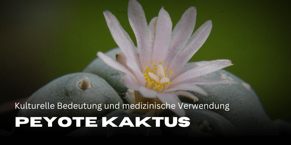 Peyote Kaktus: Kulturelle Bedeutung und medizinische Verwendung
