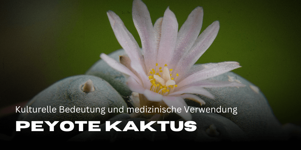 Peyote cactus: Culturele betekenis en medicinaal gebruik 