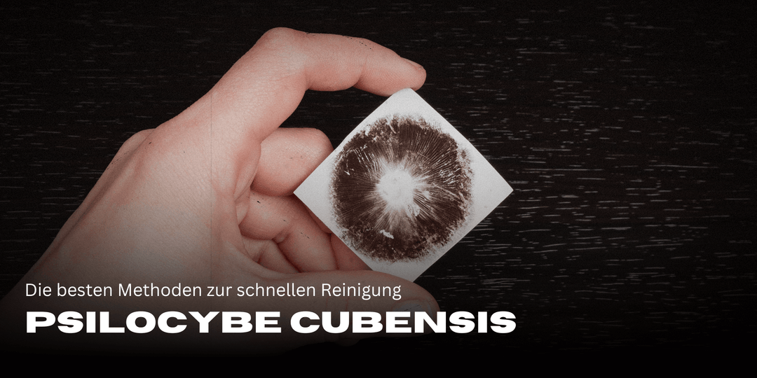 Psilocybe Cubensis – Der ultimative Guide zu Magic Mushrooms