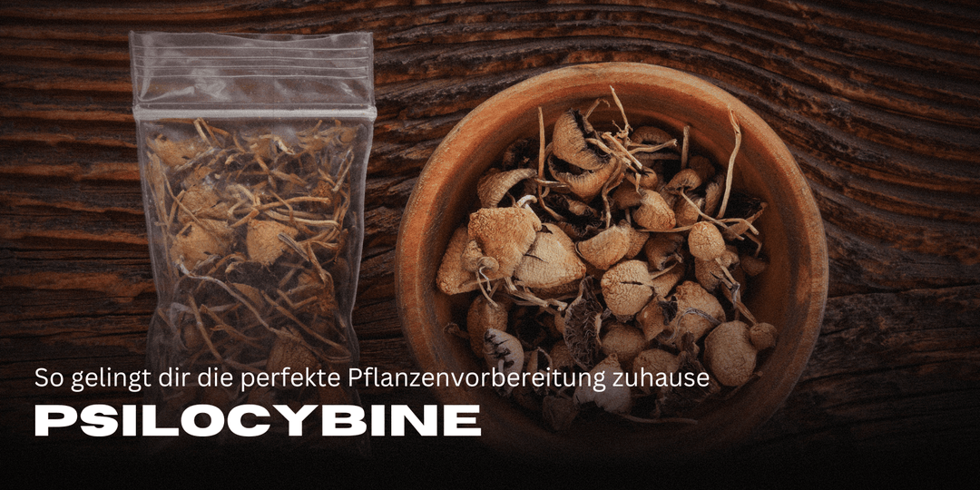 Psilocybine: Wirkung, Anwendung & Neueste Forschung im Überblick
