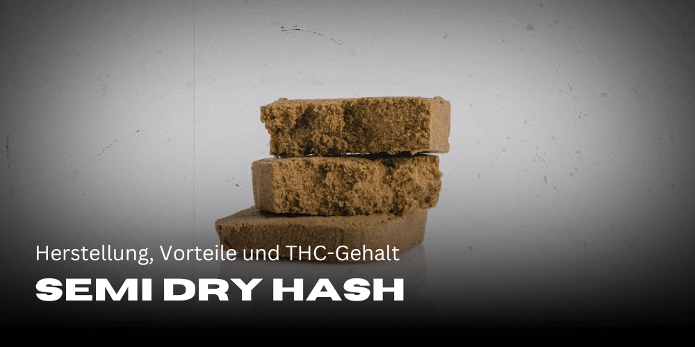 Halfdroge hasj: productie, voordelen en THC-gehalte 