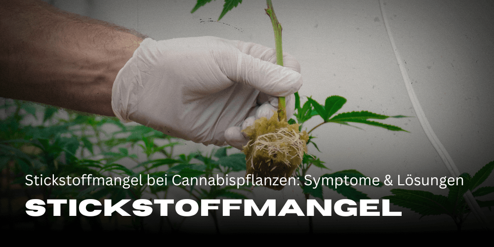 Stickstoffmangel bei Cannabispflanzen: Symptome & Lösungen