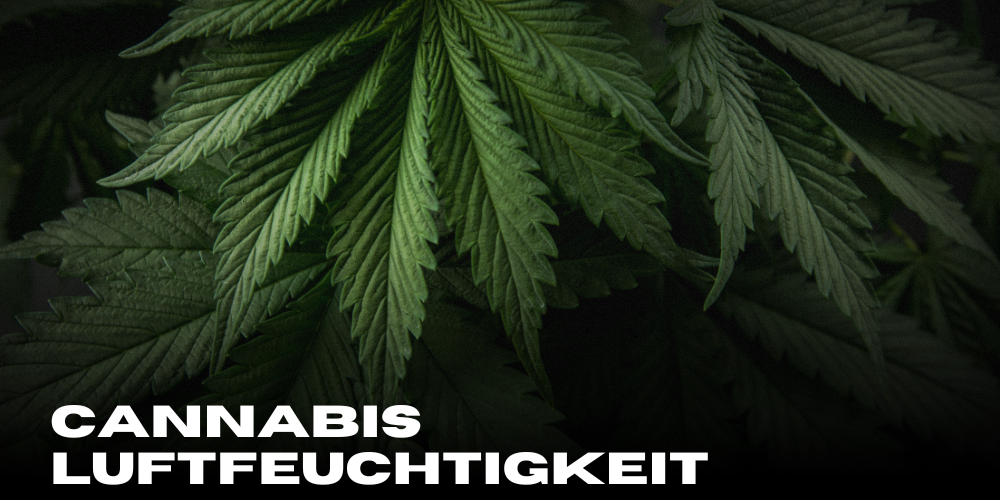 Cannabis und Luftfeuchtigkeit: So klappt’s mit der perfekten Balance