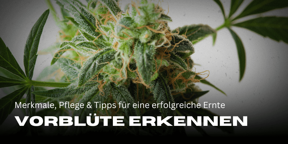 Herkennen van cannabis voorbloei: Kenmerken, verzorging en tips voor een succesvolle oogst 