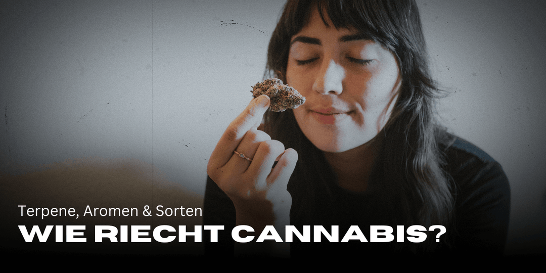 Waar ruikt cannabis naar? Terpenen, smaken &amp; variëteiten 🌿