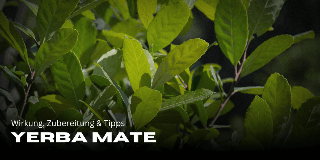 Yerba Mate: Wirkung, Zubereitung & Tipps für mehr Energie