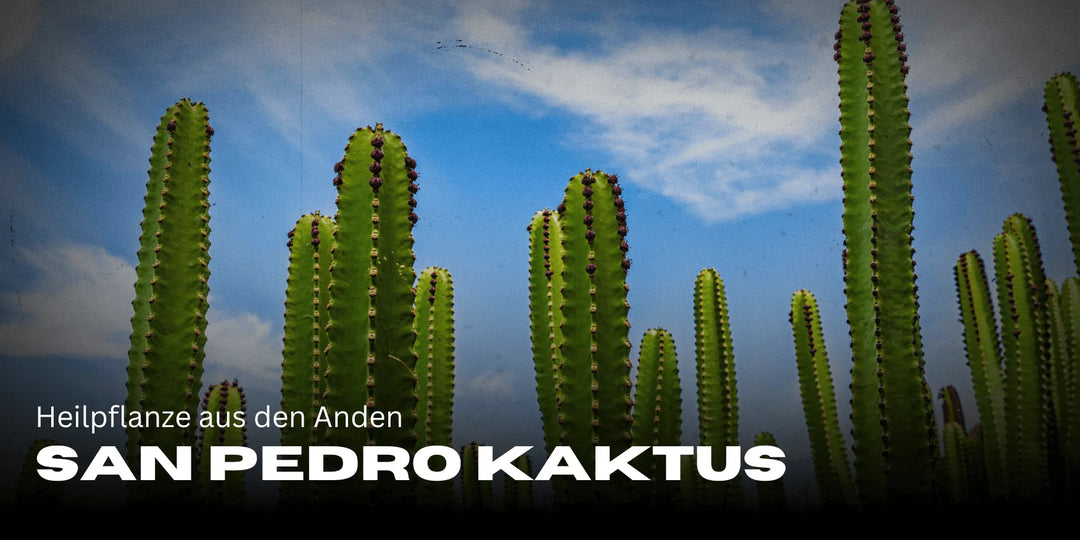 San Pedro Kaktus: Heilpflanze aus den Anden für spirituelle Erlebnisse