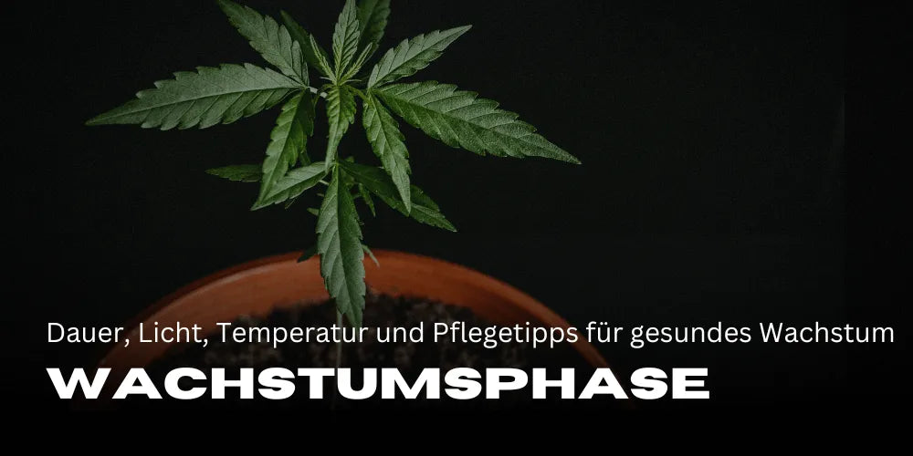 Die Cannabis Wachstumsphase: Dauer, Licht, Temperatur und Pflegetipps