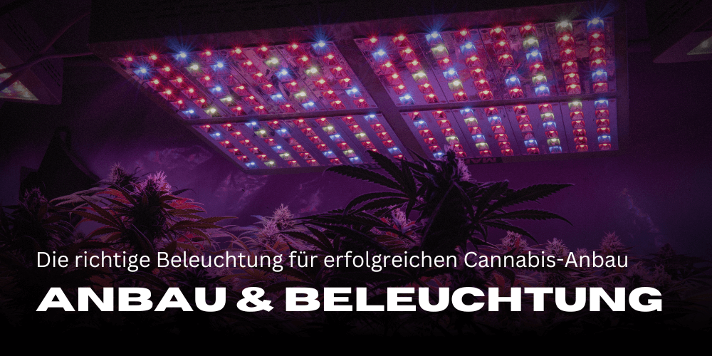 Die richtige Beleuchtung für erfolgreichen Cannabis-Anbau