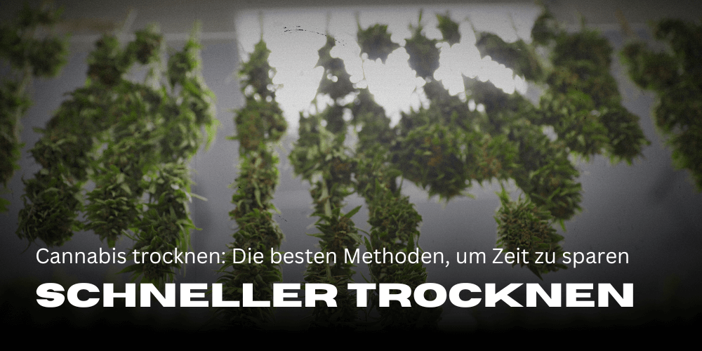 Sneller cannabis drogen: de beste methoden om tijd te besparen 