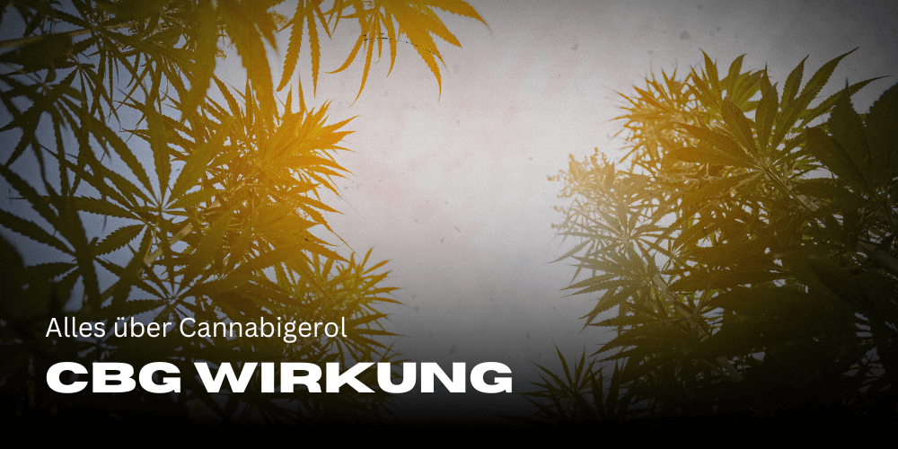 CBG-effect: Alles over cannabigerol 