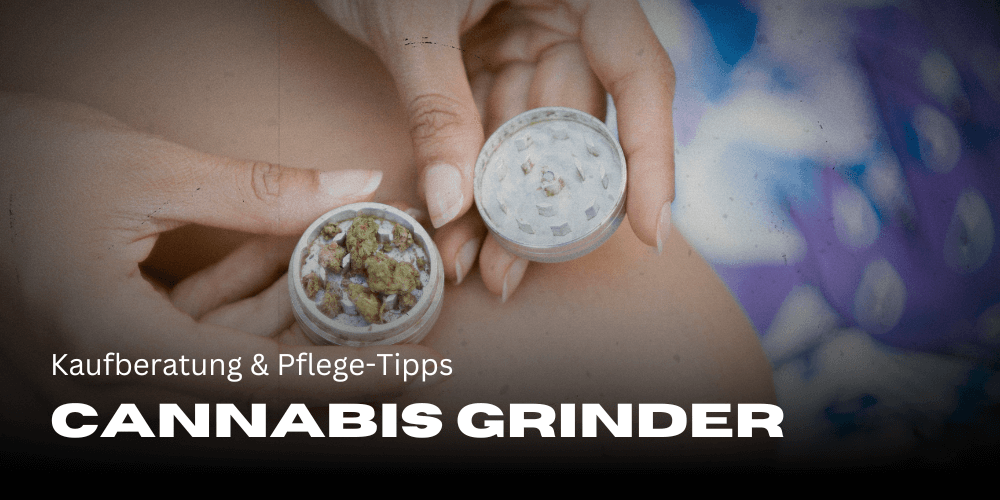 Cannabis Grinder: Kaufberatung & Pflege-Tipps