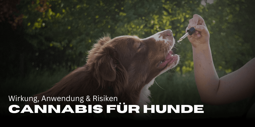 Cannabis voor honden: effecten, gebruik &amp; risico's 🌿🐶