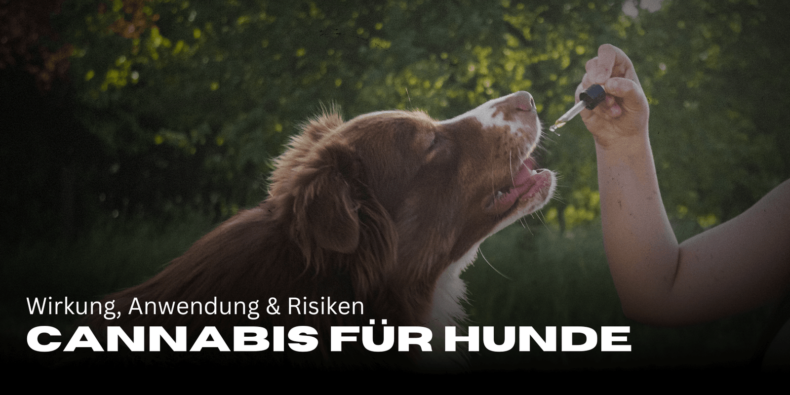 Cannabis für Hunde: Wirkung, Anwendung & Risiken 🌿🐶