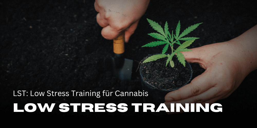 LST: Low Stress Training für Cannabis