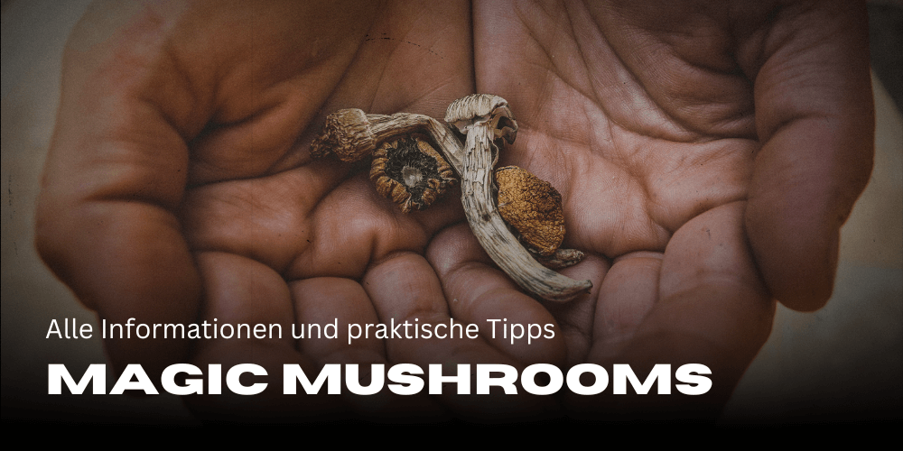 Magic mushrooms: All information and practical tips