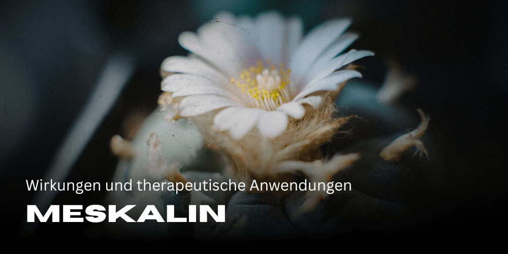 Meskalin: Wirkungen und therapeutische Anwendungen