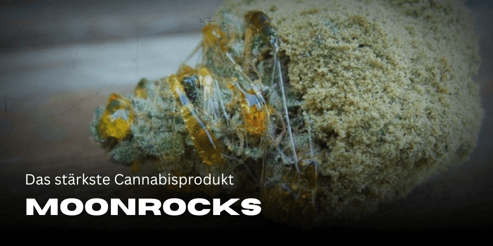 Moonrocks: das stärkste Cannabisprodukt