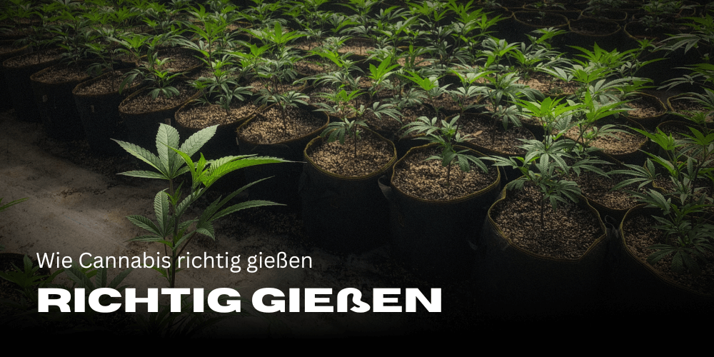 Wie Cannabis richtig gießen