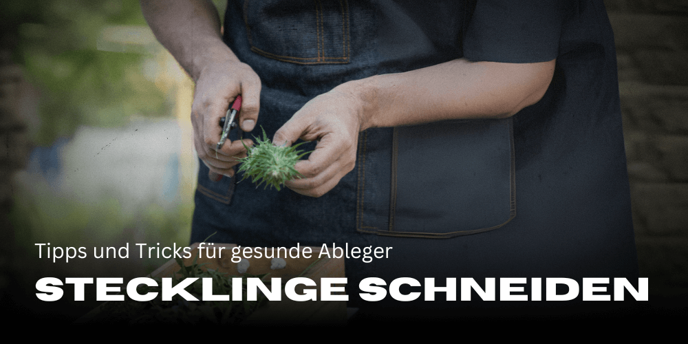 Cannabis-Stecklinge schneiden: Tipps und Tricks für gesunde Ableger