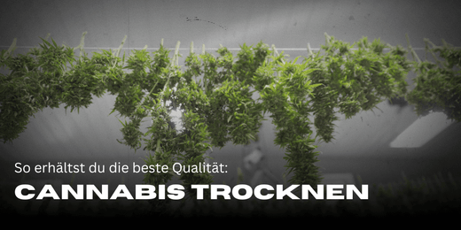 Cannabis trocknen: So erhältst du beste Qualität