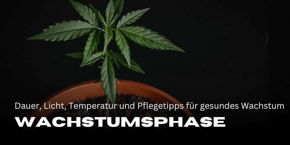 Die Cannabis Wachstumsphase: Dauer, Licht, Temperatur und Pflegetipps für gesundes Wachstum