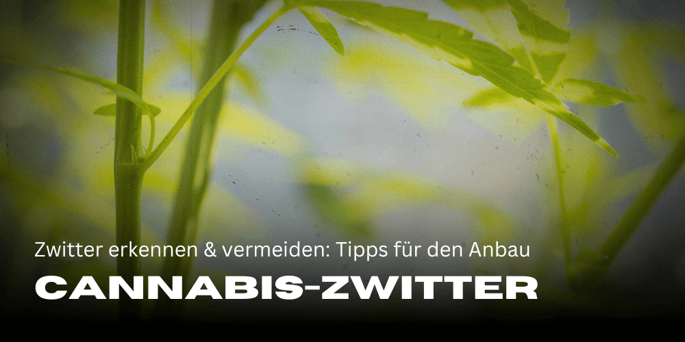 Cannabis-Zwitter erkennen und vermeiden: Tipps für den Anbau