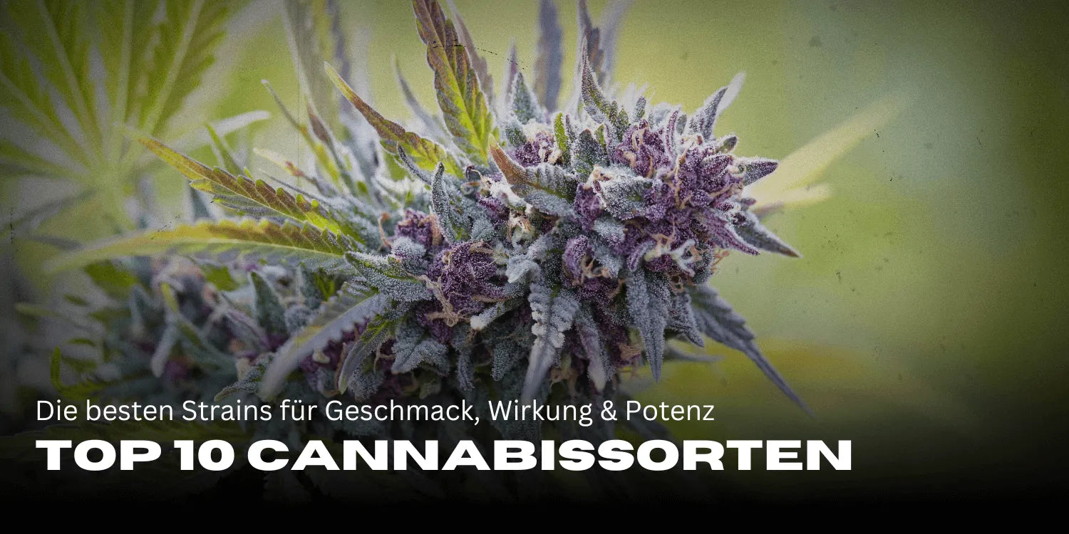 Top 10 Cannabissorten: Die besten Strains für Geschmack, Wirkung & Potenz-Smagro GmbH