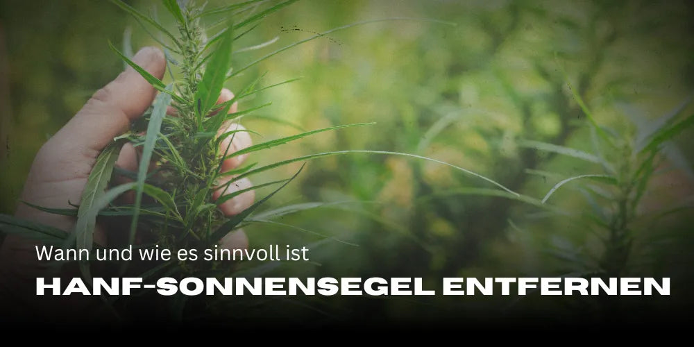 Hanf-Sonnensegel entfernen: Wann und wie es sinnvoll ist