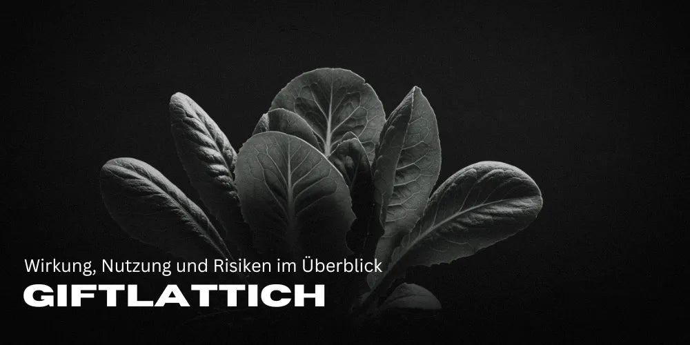Giftlattich: Wirkung, Nutzung und Risiken im Überblick