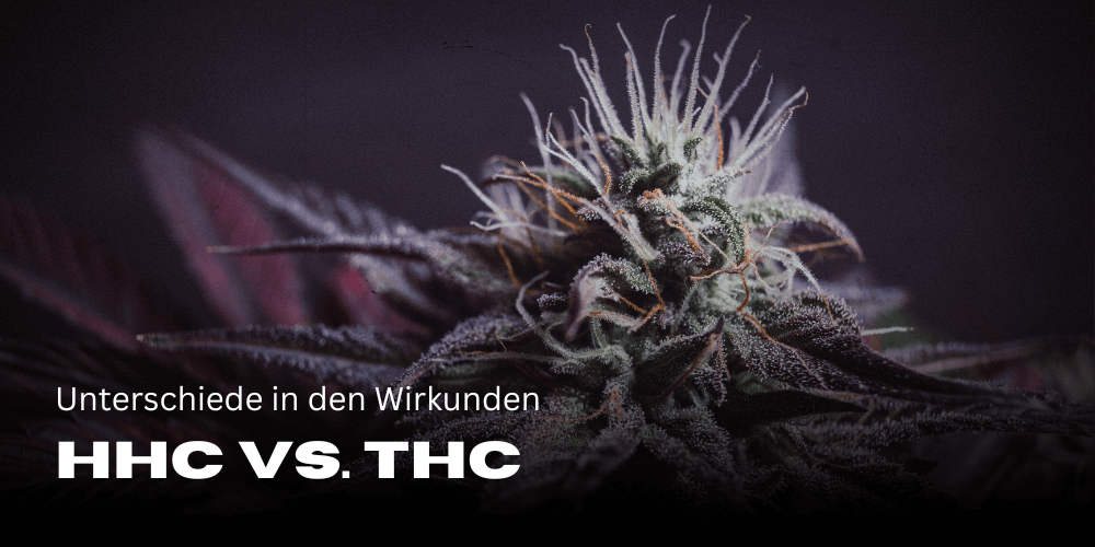 HHC vs. THC: Inzicht in de verschillen en effecten 